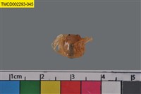 藏品(短指和尚蟹)的圖片